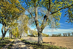 Trees growing along a dirt road dearly in spring