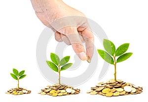 Trees growing on coins