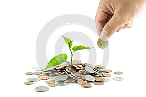 Trees growing on coins / business with csr practice