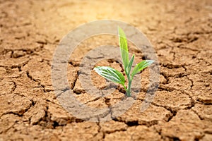 Trees are growing in dry ground Concept Forest and nature conservation