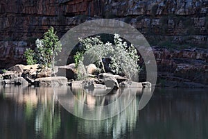 Trees growing on fallen rocks in a river