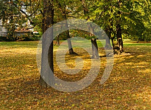 trees growing in the grass in the park in autumn among the falling leaves