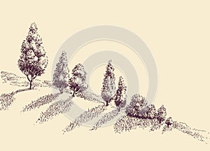 Trees growing on a hill slope sketch