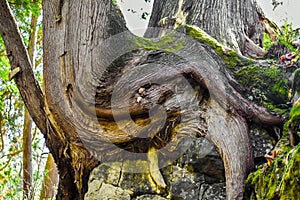 Trees Growing out of Rocks  Cherney Maribel Caves County Park