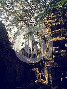 The trees growing out of the ruins are perhaps the most distinctive feature of Ta Prohm