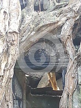 The trees growing out of the ruins at TaProhm