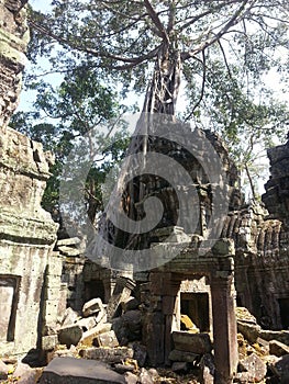 The trees growing out of the ruins at TaProhm