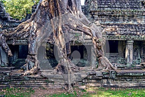 Trees growing out of Ta Prohm temple, Angkor Wat.