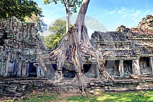Trees growing out of Ta Prohm temple, Angkor Wat.