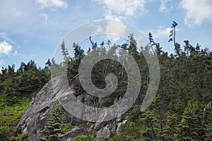 Trees Growing on Rocks in Alaska