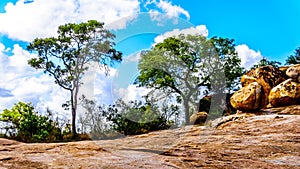 Trees growing on rocky ground in Kruger National Park