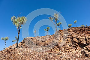 Trees growing on the rocky wall at Ghost gum tree walk. Clear sky, no clouds, no people. Ormiston gorge, Macdonnell ranges,
