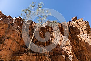 Trees growing on a rocky wall, orange color. Clear sky, no clouds. Texture rock wall. Ormiston gorge, Macdonnell ranges, Northern