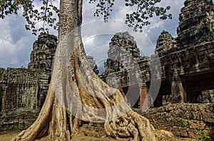 Trees growing through the ruins of Ta Prohm Temple at Angkor Wat in Cambodia