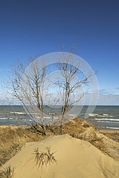 Árboles creciente sobre el arena dunas 