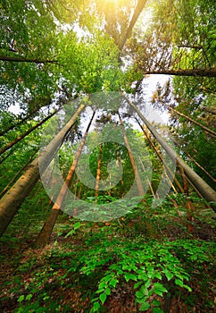 Trees growing skywards in green woodlands photo