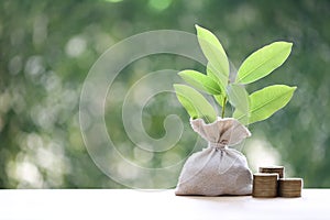 Trees growing on stack of coins money in money bag on green background, investment and business concept