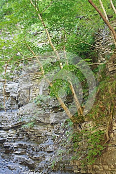 Trees growing on a steep cliff in the gorge of Western Caucasus