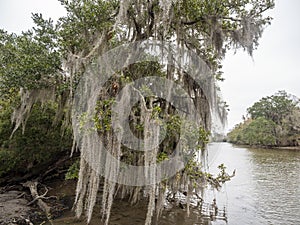 Trees growing in a swampy area, with moss-draped epiphytes