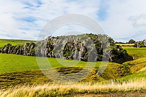 Trees growing under a gale