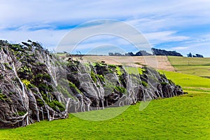 Trees growing under gale. South Island