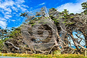 Trees growing under a gale. South Island