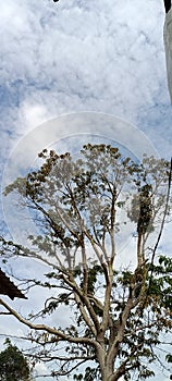 Trees growing under sunny weather