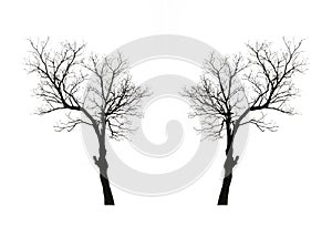 Trees growing up on the roadside in countryside isolated on white background.