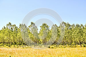 Trees growing in the valley under the bright sunny sky