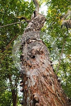 Trees growing in the wild at Arabuko Sokoke Forest Reserves in Malindi, Kenya