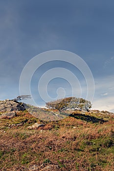 Trees growing in windy conditions in Gwynedd, Wales