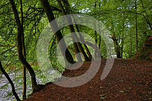 Trees grown over the river