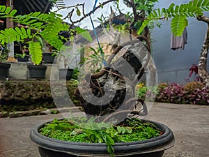 Trees grown from seed can be bent into any shape imaginable for a bonsai