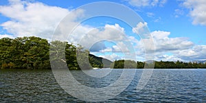 Trees grows in the Windermere lake