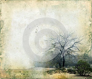 Trees on a Grunge Background