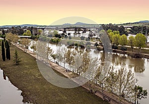 Trees on Guadiana river