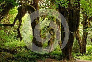 Trees in the Hall of Mosses