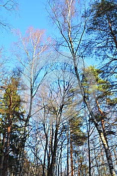 The trees that have soared up, flown away from the leaves, are preparing for the winter cold and snow. A clear sky gives a wintry