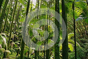 Trees in Hawaii tropical botanical garden