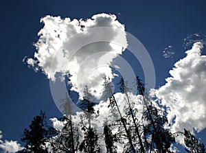 Trees with heart shaped Cloud 2