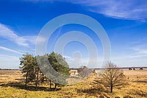 Trees on the heather fields of the Drents-Friese Wold