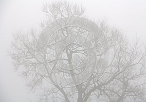 Trees through heavy mist