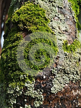 Trees with high moisture content serve as a habitat for lichens