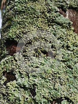 Trees with high moisture content serve as a habitat for lichens