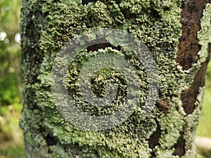 Trees with high moisture content serve as a habitat for lichens