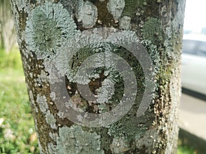Trees with high moisture content serve as a habitat for lichens