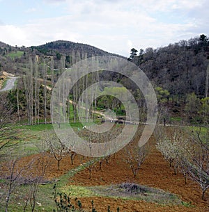 Trees on the hill