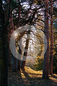 Trees on a hill against the backdrop of mountains and the setting sun