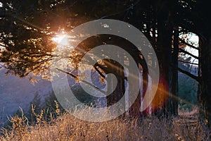 Trees on a hill against the backdrop of mountains and the setting sun