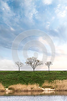 Trees on the hill, coast of lake with grass and reed, sprig time